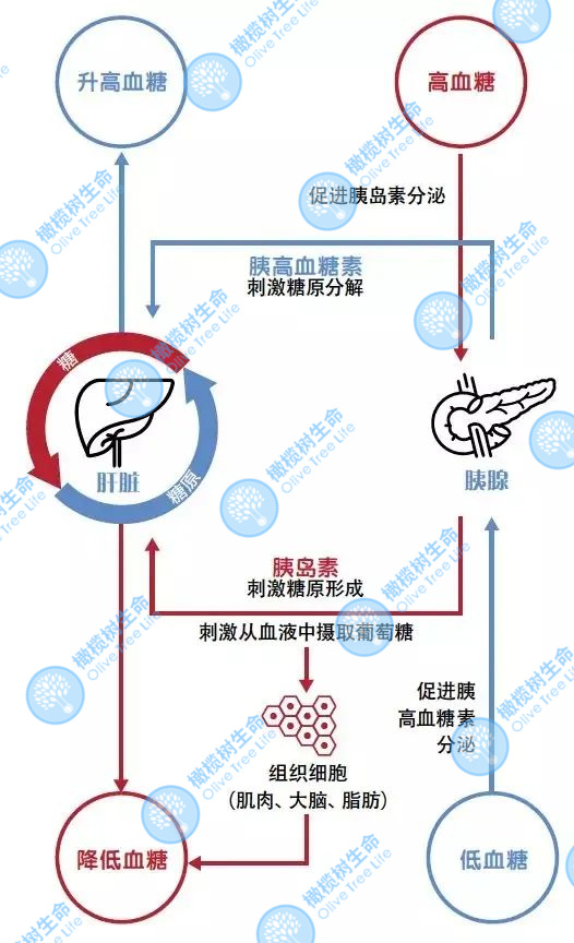 试管反复移植失败，障碍生育的“杀手”竟是这个？！