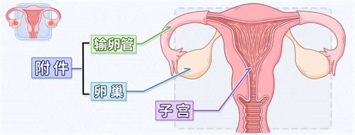 一文了解附件炎：附件炎会影响试管婴儿成功吗？