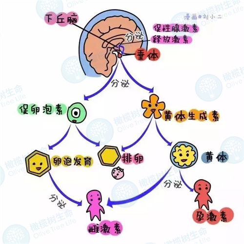 黄体生成素和囊胚着床有关吗？做试管婴儿如何好孕?