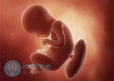 试管婴儿移植后情绪激动，会对胚胎着床有影响吗？