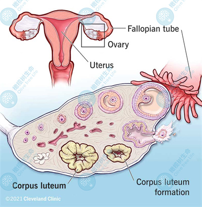 子宫内膜薄是卵巢早衰的表现吗？试管前如何调理？