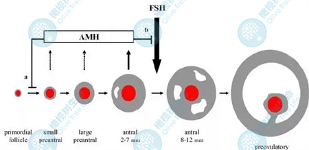 试管婴儿促排期间，FSH是否越高越好呢？