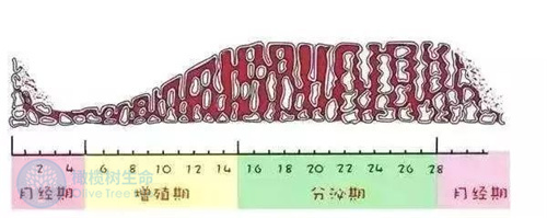 试管婴儿囊胚移植时间与女性体质有关系吗？