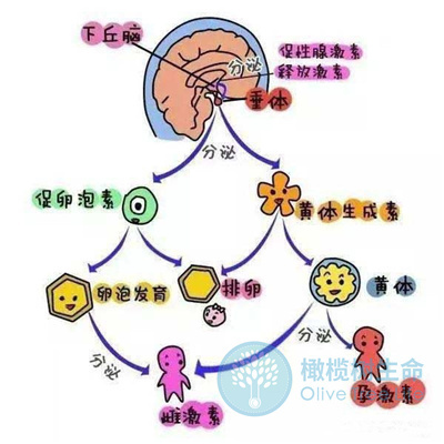  泌乳素过高，对试管促排的卵泡发育有什么影响？