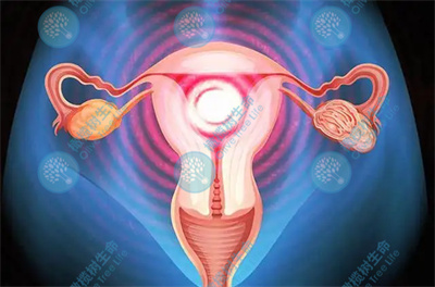 促排取卵后子宫内膜变薄怎么办？会影响试管周期吗？