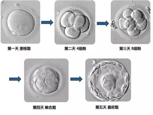 做试管婴儿需要几个胚胎才可以养成一个健康的囊胚？