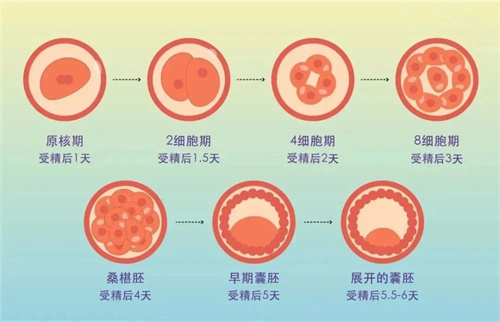 只剩一个低级囊胚，该移植还是攒胚胎？