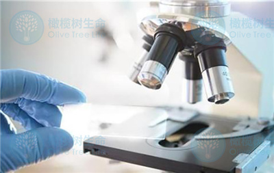 试管人群必看：为什么卵泡数≠取卵数≠胚胎数？