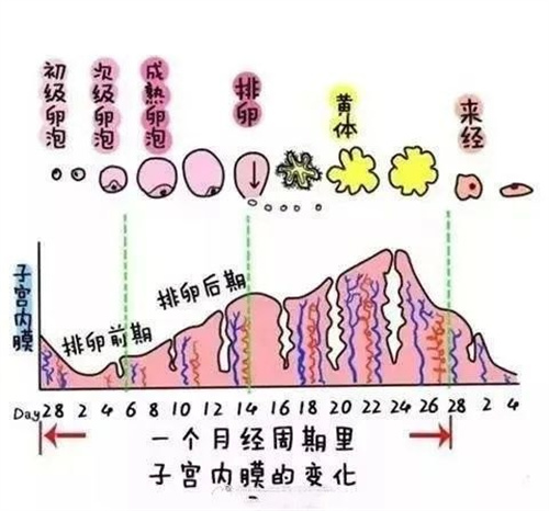 子宫内膜增生影响胚胎着床吗？做试管如何提高着床率？