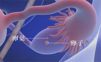 不同的促排卵方案会对试管助孕结局有影响吗？