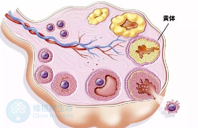 促黄体生成素对试管胚胎移植的影响：深入解析其关键角色