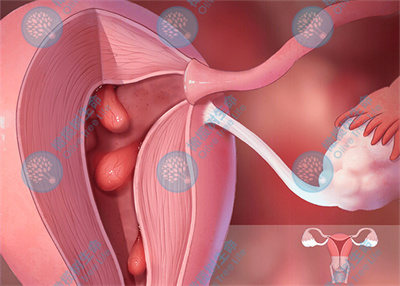 遇到不好的子宫内膜，胚胎也会“紧急避险”！