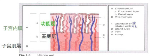 月经少？备孕难？小心这个好孕“绊脚石”