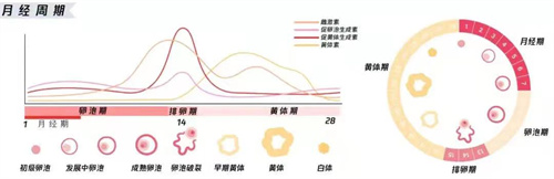 女性子宫腔内环境欠佳的成因与子宫内膜容受性的提升之道