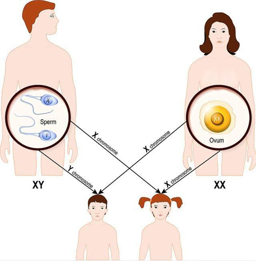 自然怀孕胚胎染色体异常，试管婴儿助您圆生育之梦