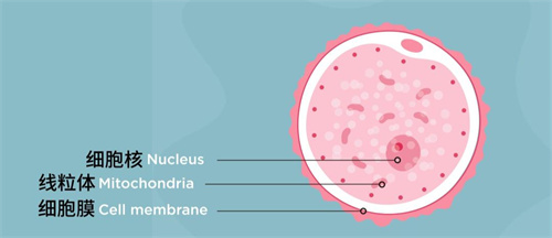 诱发胚胎染色体异常的四个因素，你绝对想不到！