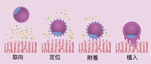 哪些因素会影响子宫内膜容受性？做试管前如何调理？