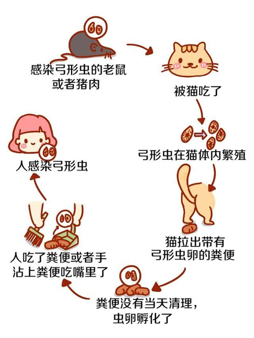 做试管前为什么要查TORCH？TORCH检测异常会导致哪些疾病？