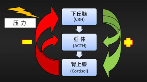 过度疲劳也会影响胚胎着床？Yes！「内分泌失调」的幕后黑手就是它！