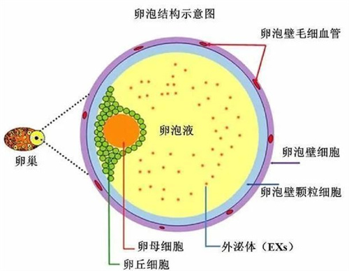 43.23%育龄女性中招？！拯救被甲状腺拉垮的生育力，你要做到这4点！