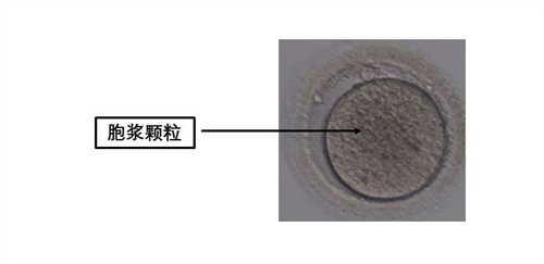 卵母细胞形态学异常对试管婴儿有什么影响？