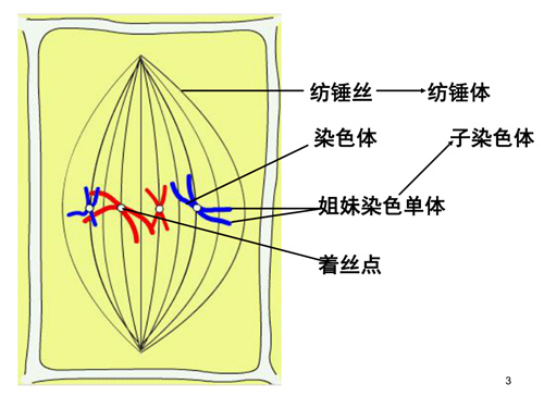 卵母细胞形态学异常对试管婴儿有什么影响？