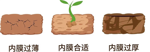 适合胚胎着床的内膜，5个方法教你养出来！