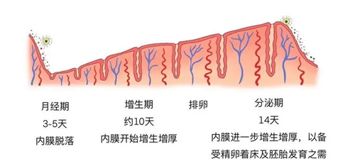 子宫内膜增厚与什么原因有关？该怎么防止内膜的增厚、恶变？