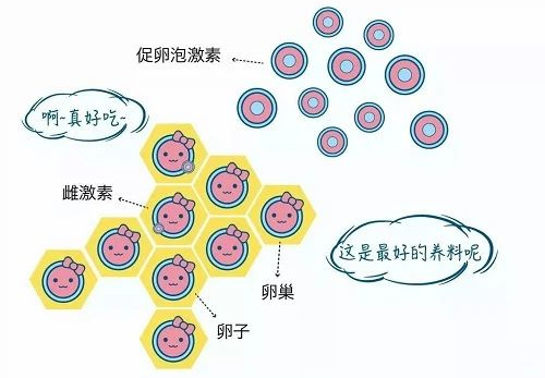 几乎所有宫腔内膜疾病都与它有关？！不解决这个问题，治疗效果都得打折扣！