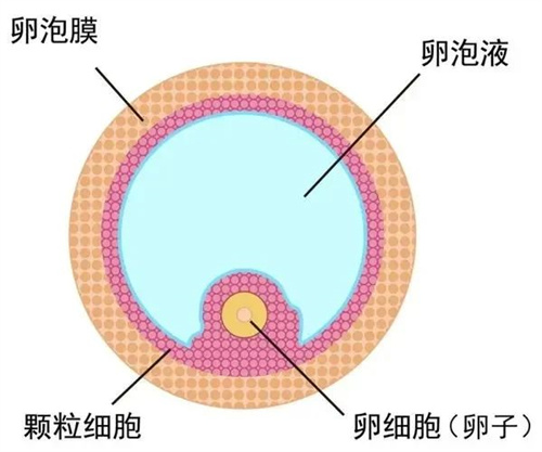 揭秘！卵泡液中暗藏着提高卵子质量的密码