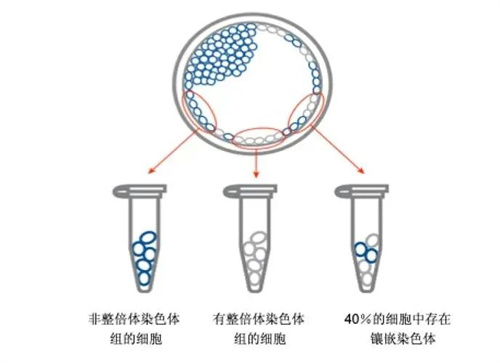 胚胎珍贵，千万不要被这个因素影响好孕！