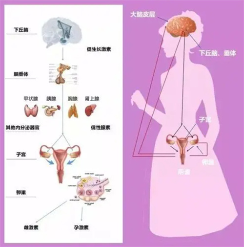 做试管婴儿，哪些阶段易出现白带增多的情况？