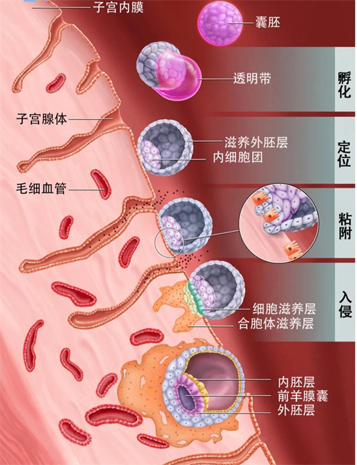 做试管婴儿胚胎植入时，这样做将能使成功率更高！