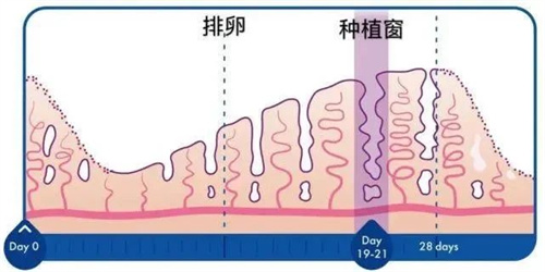 胚胎移植是否成功，和这个因素也有关！