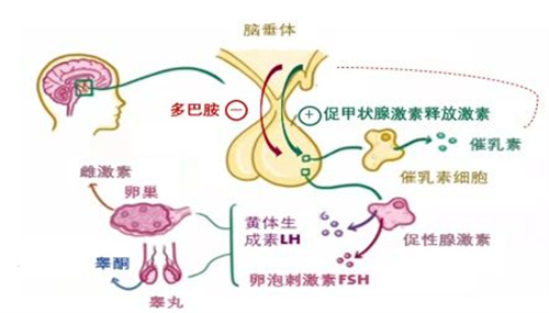 高泌乳素血症，也是会影响怀孕的！