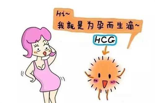 胚胎移植成功后必查的HCG，你究竟了解多少？
