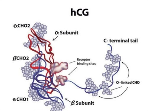 胚胎移植成功后必查的HCG，你究竟了解多少？