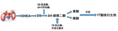 增加卵泡数量的“神药”，为啥我用了没效果？
