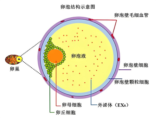 增加卵泡数量的“神药”，为啥我用了没效果？