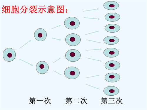 什么样的胚胎更具有好的发育潜能？