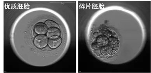 什么样的胚胎更具有好的发育潜能？