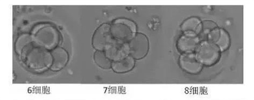 什么样的胚胎更具有好的发育潜能？
