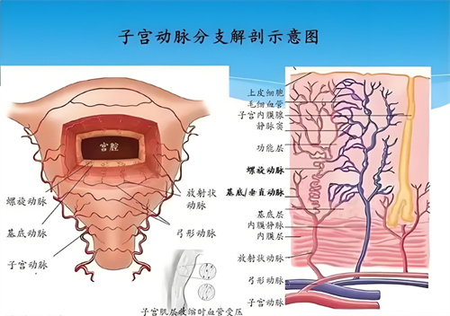 子宫动脉血流异常对IVF的影响是什么？有什么办法解决？