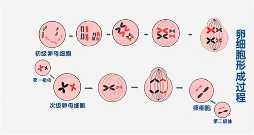 大龄女性做试管婴儿想要一次成？！破局就在这3步！