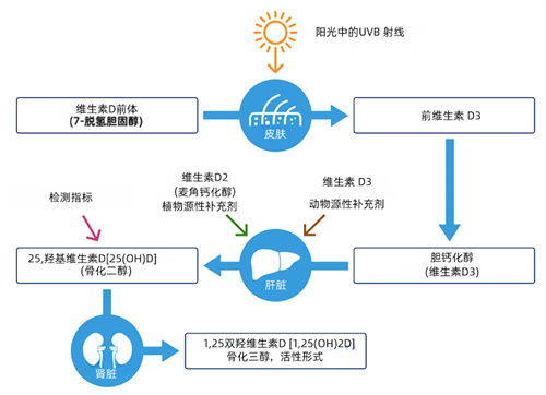 补充维生素D有诀窍！你吃对了吗？