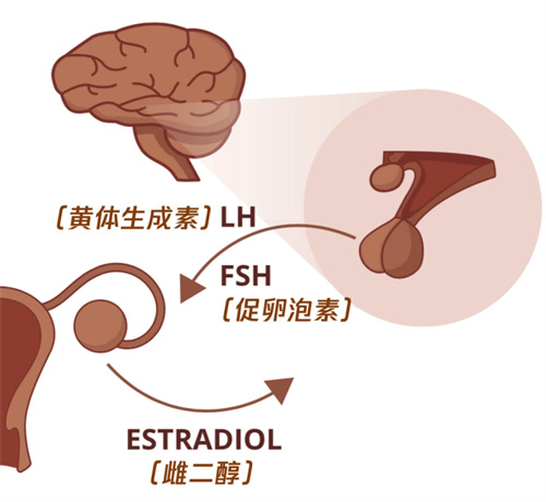 做完试管婴儿后，促黄体生成素多长时间能恢复正常？