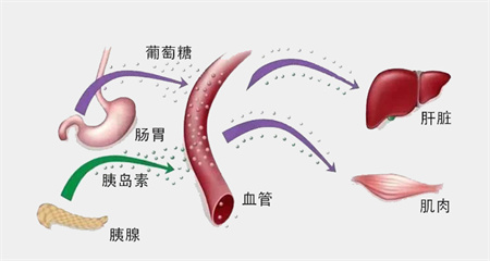 备孕“明星药”二甲双胍，都说改善卵子质量？为什么用了效果并不好？