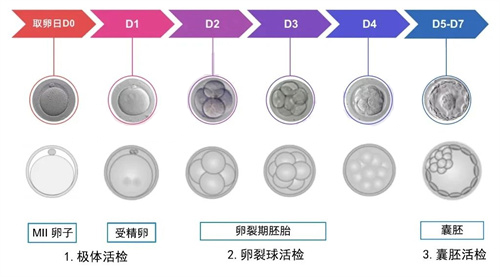 封闭抗体对试管婴儿胚胎移植有影响吗？