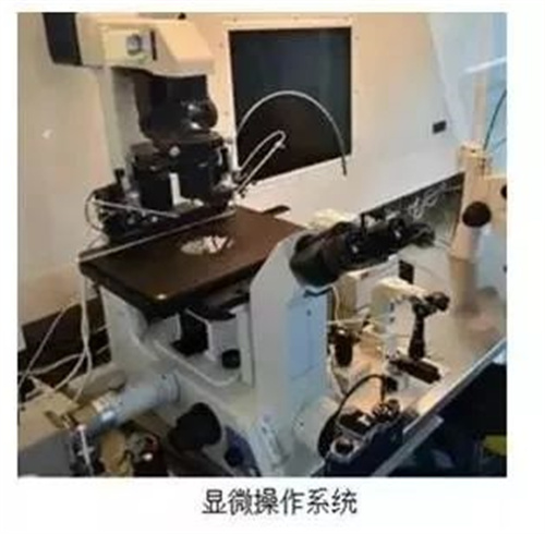 第三代试管婴儿技术大揭秘：胚胎活检究竟是什么？