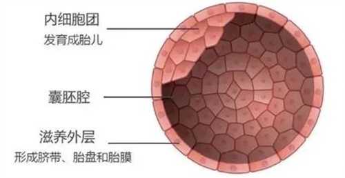 第三代试管婴儿技术大揭秘：胚胎活检究竟是什么？